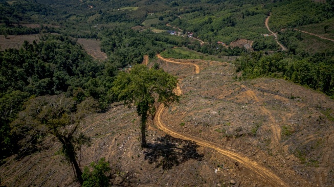 Perdagangan Karbon atau Hutan. (Dok. Trend Asia/Melvinas Priananda)
