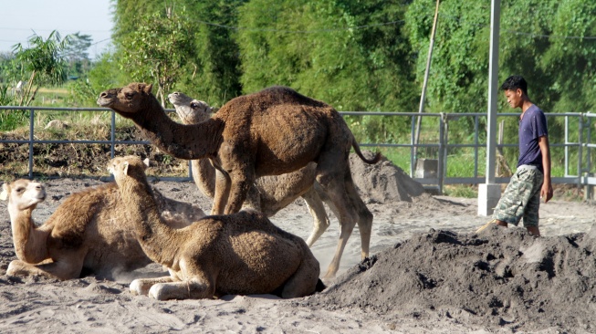 Pekerja menggiring unta di peternakan Berkah Wafa Farm Desa Watesnegoro, Ngoro, Kabupaten Mojokerto, Jawa Timur, Selasa (12/5/2026). [ANTARA FOTO/Umarul Faruq/kye]