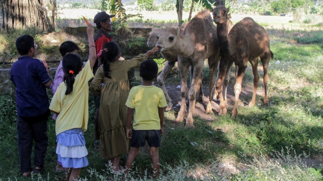 Sejumlah anak memberi makan unta di peternakan Berkah Wafa Farm Desa Watesnegoro, Ngoro, Kabupaten Mojokerto, Jawa Timur, Selasa (12/5/2026). [ANTARA FOTO/Umarul Faruq/kye]
