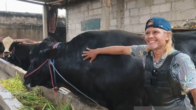 Mengenal 'Ambo', Sapi Raksasa 1,15 Ton Asal Tangerang yang Dipilih Prabowo untuk Idul Adha 2026