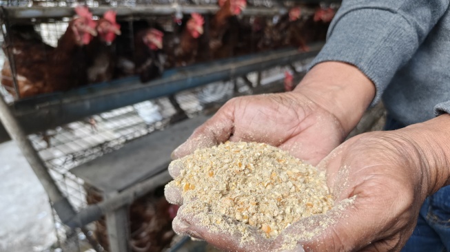Campuran pakan ayam petelur yang terdiri dari jagung, bekatul, konsentrat dan vitamin di peternakan Ramli di Sleman, Yogyakarta (Suara.com/Chyntia Sami)