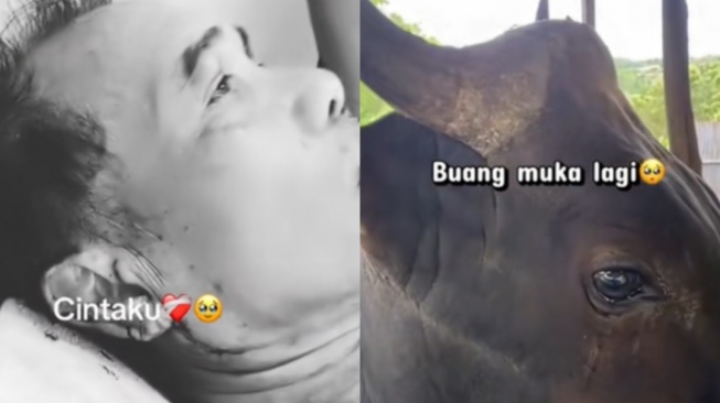 Viral di Medsos, Sapi Menangis Usai Ngamuk dan Seruduk Pemilik karena Mau Dijual