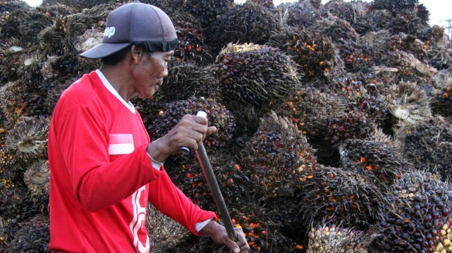 Petani Sawit Protes Badan Ekspor, Mirip Monopoli Cengkeh Era Soeharto