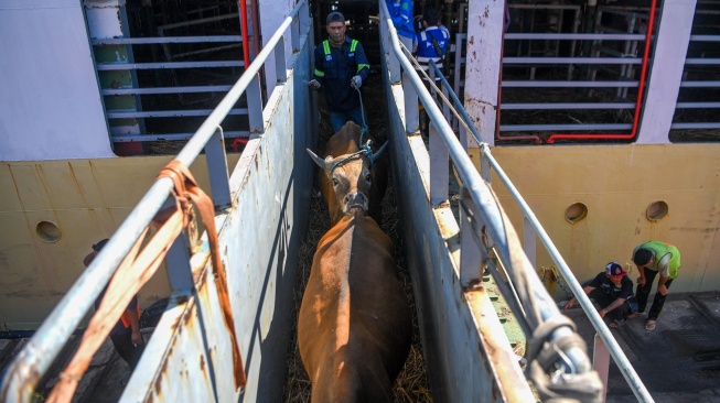 Pekerja memindahkan sapi asal Kupang, NTT ke dalam truk dari kapal Tol Laut KM. Cemara Nusantara I setibanya di Pelabuhan JICT, Tanjung Priok, Jakarta, Kamis (21/5/2026). [ANTARA FOTO/M Risyal Hidayat/foc]