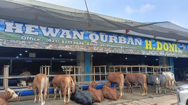 Mall Hewan Qurban, Haji Doni. (Suara.com/Tsabita)