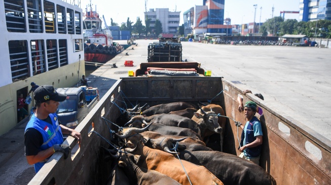 Pekerja mengikat sapi asal Kupang, NTT di dalam truk seusai dipindahkan dari kapal Tol Laut KM. Cemara Nusantara I setibanya di Pelabuhan JICT, Tanjung Priok, Jakarta, Kamis (21/5/2026). [ANTARA FOTO/M Risyal Hidayat/foc]