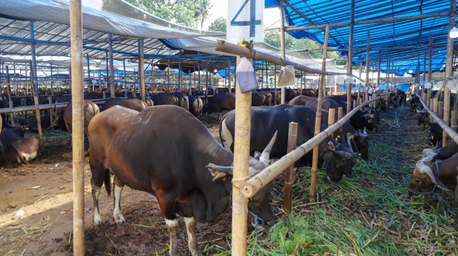 Penjual merawat sapi kurban jenis sapi bali di penampungan hewan kurban yang ada belakang kantor Wali Kota Jakarta Timur, Jumat (22/5/2026). [Suara.com/Alfian Winanto]