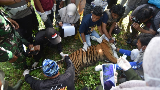 Dokter dari BKSDA Sumbar mengukur panjang badan seekor anak harimau Sumatera (Panthera tigris sumatrae) yang masuk ke dalam kandang jebak di Nagari Palupuh, Agam, Sumatera Barat, Jumat (22/5/2026). [ANTARA FOTO/Fitra Yogi/nym]