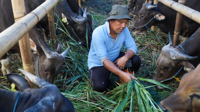 Penjual merawat sapi kurban jenis sapi bali di penampungan hewan kurban yang ada belakang kantor Wali Kota Jakarta Timur, Jumat (22/5/2026). [Suara.com/Alfian Winanto]