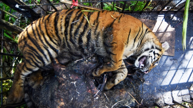 Seekor anak harimau Sumatera (Panthera tigris sumatrae) terbaring dalam kandang jebak setelah dibius di Nagari Palupuh, Agam, Sumatera Barat, Jumat (22/5/2026). [ANTARA FOTO/Fitra Yogi/nym]