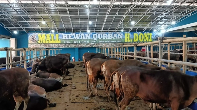Deretan sapi di mall hewan kurban Haji Doni, Depok, Jawa Barat. [Suara.com/Tsabita]