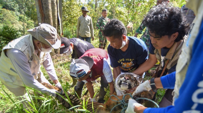 Petugas BKSDA Sumbar bersama tim patroli anak nagari (Pagari) memindahkan seekor anak harimau Sumatera (Panthera tigris sumatrae) yang masuk ke dalam kandang jebak di Nagari Palupuh, Agam, Sumatera Barat, Jumat (22/5/2026). [ANTARA FOTO/Fitra Yogi/nym]