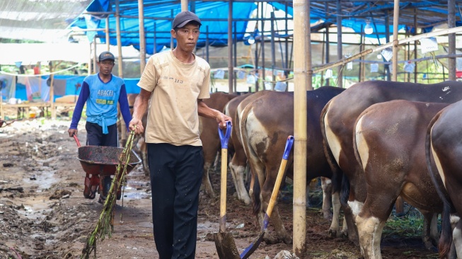 Penjual merawat sapi kurban jenis sapi bali di penampungan hewan kurban yang ada belakang kantor Wali Kota Jakarta Timur, Jumat (22/5/2026). [Suara.com/Alfian Winanto]