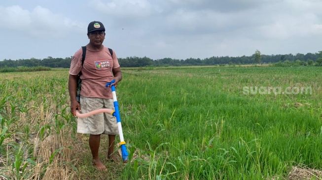 Petani Desa Poncosari, Mujiman, ketika sedang memupuk tanah di lahan sawah setelah panen. (Suara.con/Irwan Febri)