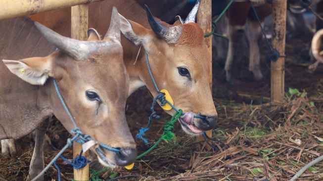 Penjual merawat sapi kurban jenis sapi bali di penampungan hewan kurban yang ada belakang kantor Wali Kota Jakarta Timur, Jumat (22/5/2026). [Suara.com/Alfian Winanto]