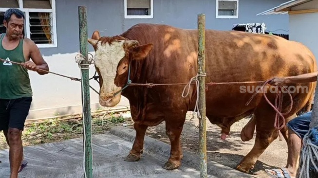 Tembus 1,14 Ton! Ini Penampakan Sapi 'Kang Jo' Lumajang yang Dibeli Prabowo dari Peternak Gen Z