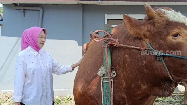 Sapi jenis Simmental berukuran raksasa milik Rayhan Zaki Pratama (22), peternak muda asal Desa Sukosari, Lumajang resmi dipinang Presiden Prabowo Subianto untuk menjadi hewan kurban pada Idul Adha 2026.(Beritajatim.com/Ist)