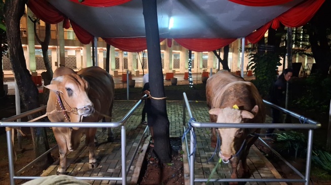 Sapi kurban milik Presiden Prabowo Subianto dan Wakil Presiden Gibran Rakabuming Raka tiba di Masjid Istiqlal, Jakarta, Selasa (26/5/2026) malam. [Suara.com/Cornelius Juan Prawira]