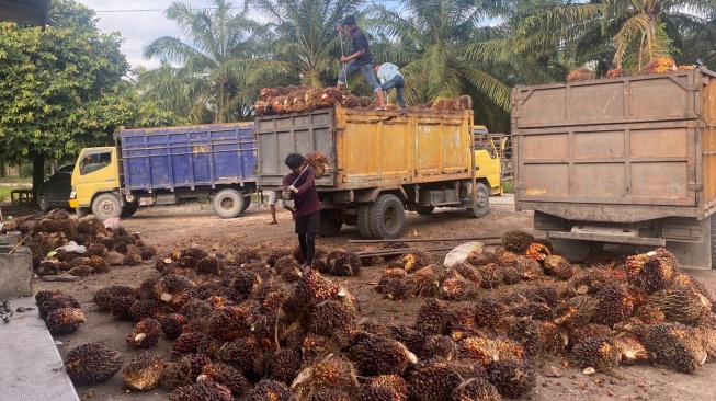 Sejumlah pekerja mengangkat buah kelapa sawit di Kabupaten Siak, Selasa (26/5/2026). [Ist]