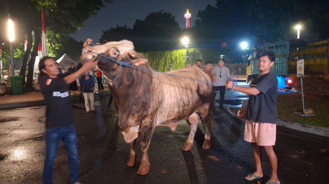 Gagah! Sapi Kurban 'Kelas Berat' 1 Ton Milik Prabowo Tiba di Masjid Istiqlal