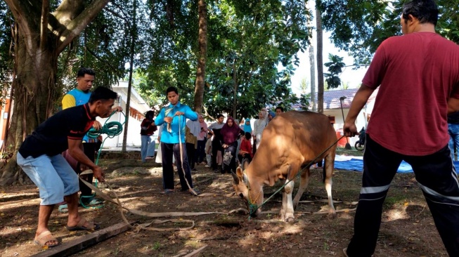 Iduladha 1447 H, Kemensos Salurkan 295 Ekor Hewan Kurban ke Berbagai Wilayah Indonesia