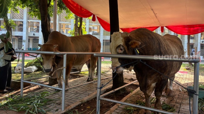 Penampakan Sapi Jumbo Presiden Prabowo dan Wapres Gibran di Masjid Istiqlal