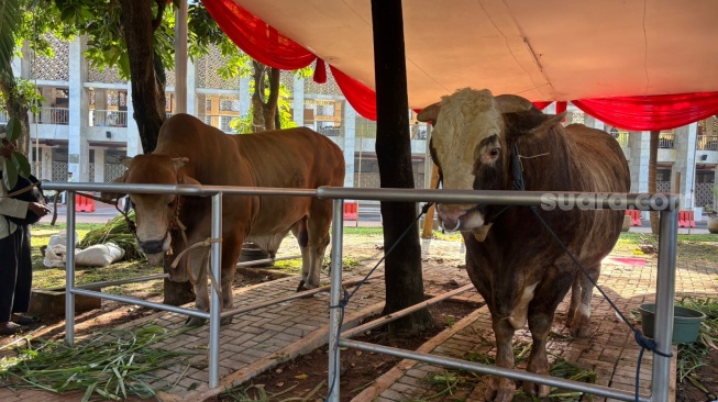 Sapi jumbo Presiden Prabowo dan Wapres Gibran. (Suara.com/Dea)