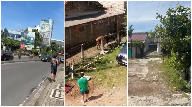 Viral! Sapi Kurban di Ciputat Ngamuk dan Lepas, Lari Sampai ke Asrama Putri UIN!