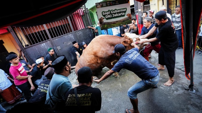 Pelipur Lara! Gubernur Pramono Kurban Sapi 1,1 Ton untuk Korban Kebakaran Tamansari