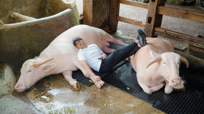 Berapa Harga Sapi Jumbo yang Dibeli Raffi Ahmad dari Irfan Hakim?