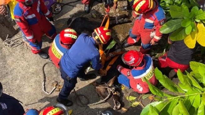 Sapi Kurban Pak Suardi 'Ngambek' Saat Mau Dipotong, Damkar DKI Sampai Turun Tangan