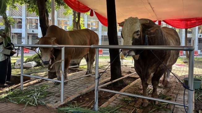Si Loreng dan Wirabumi: Sapi Kurban Jumbo Prabowo-Gibran yang Curi Perhatian di Istiqlal