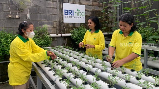 Kegiatan ibu-ibu KWT Mentari yang sedang memeriksa tanaman di greenhouse. (Suara.com/Irwan Febri)