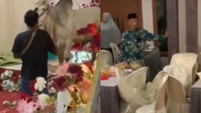 Viral Sapi Kurban Kabur hingga Naik ke Pelaminan Warga, Suasana Hajatan Mendadak Heboh