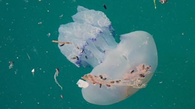 Mikroplastik Laut Hambat Kemampuan Alga Serap Karbon, Apa Dampaknya?