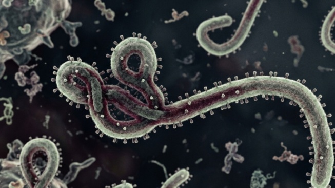 Ebola Makin Gila! Uganda Blokade Perbatasan Kongo, Abaikan WHO