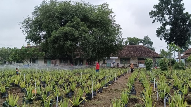 Bekas Klinik Peninggalan Belanda Dimanfaatkan Jadi Kebun Lidah Buaya, Nyiramnya Bisa Lewat HP