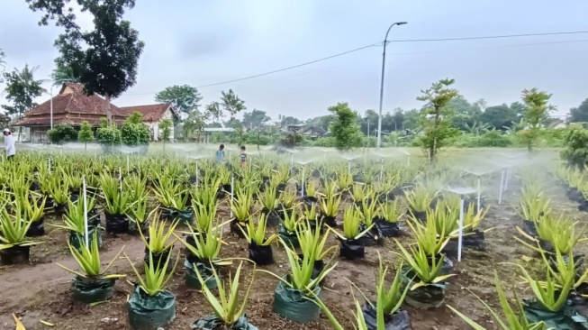 Sistem pengairan otomatis  KWT Sumber Boga di Padukuhan Tamanan, Kalasan, Sleman. (Dok. KWT Sumber Boga)