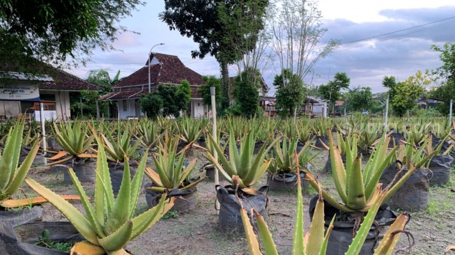 Kebun lidah buaya KWT Sumber Boga di Padukuhan Tamanan, Sleman, Daerah Istimewa Yogyakarta. (Suara.com/Irwan Febri)
