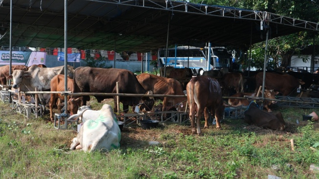 Peruri Tebar Hewan Kurban ke 4 Daerah