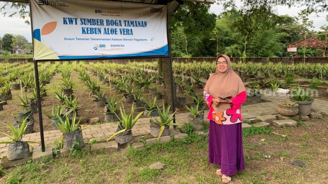  Ketua KWT Sumber Boga, Nurul Komariyah, ketika menjenguk kebun lidah buaya. (Suara.com/Irwan Febri)