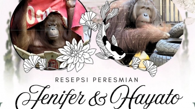 Orang Utan Kalimantan Jennifer dan Hayato 'Menikah', Resepsi Unik Digelar di Jepang