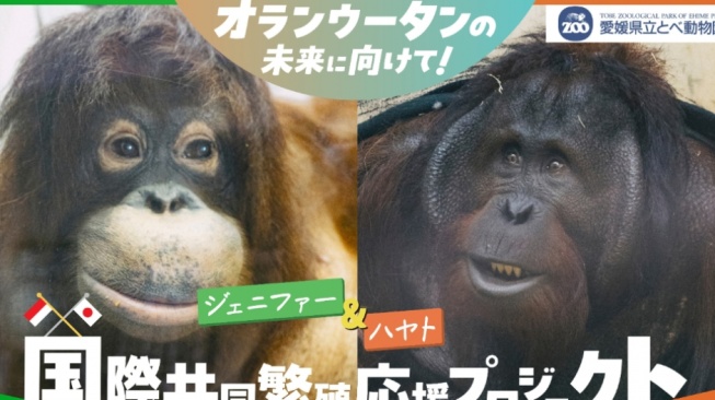 Orang Utan Jennifer dan Hayato Dipertemukan, Simbol Persahabatan Indonesia-Jepang dalam Konservasi