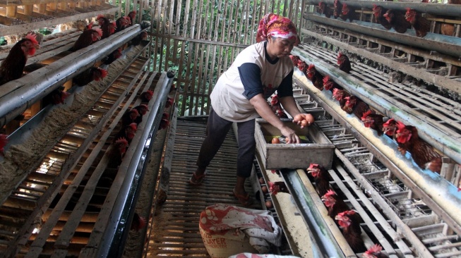 Survei Dewan Ekonomi Nasional menemukan bahwa program Makan Bergizi Gratis berhasil membentuk ekosistem rantai pasok baru di berbagai daerah Indonesia. Foto: Peternakan ayam ras di Palu, Sulawesi Tengah memproduksi telur untuk kebutuhan program MBG. [Antara]