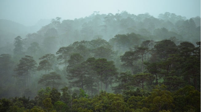 Bukan Hanya Soal Suhu: Apa yang Membuat Hutan Bumi Menyerap Lebih Banyak Karbon?