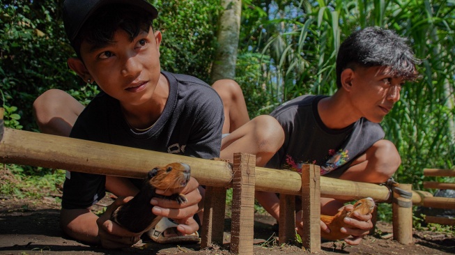 Dua joki bersiap melepas marmot saat mengikuti tradisi Karapan Marmot di Kecamatan Klakah, Lumajang, Jawa Timur, Minggu (14/6/2026). [ANTARA FOTO/Irfan Sumanjaya/kye]

