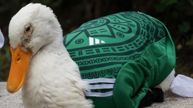 Kenalan dengan Merlin, Bebek Viral yang Jadi Maskot Tak Resmi Meksiko di Piala Dunia 2026 [Istimewa]