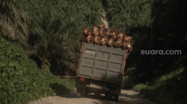 Truk pengangkut sawit melintas di sekitar Kawasan TNTN. [IndonesiaLeaks]