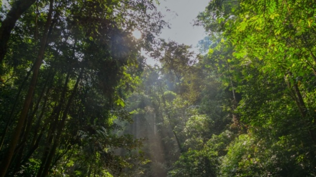 Hutan Tropis Dianggap Penyerap Karbon Utama, Tapi Penelitian Baru Tunjukkan Hal Berbeda