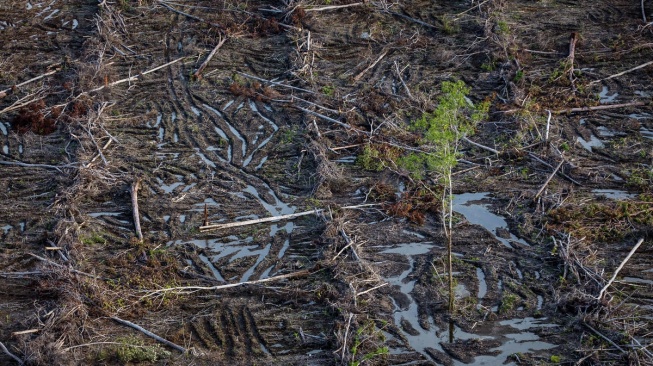 Dibalik Mandatori Biodiesel Sawit B50, Potensi Deforestasi Setara 22 Kali Luas Jakarta Mengintai